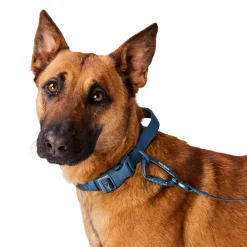 Dusty Blue Reflective Cushion Neoprene Padded Dog Collar