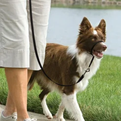 Easy Walk Dog Headcollar Black