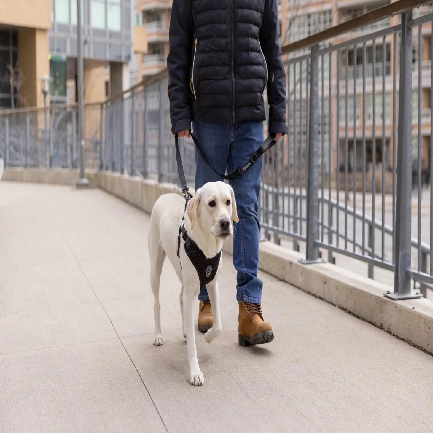 Easy-On Step-In Black Dog Harness