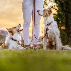 EcoPet Ultrasonic Tick and Flea Repellent Tag