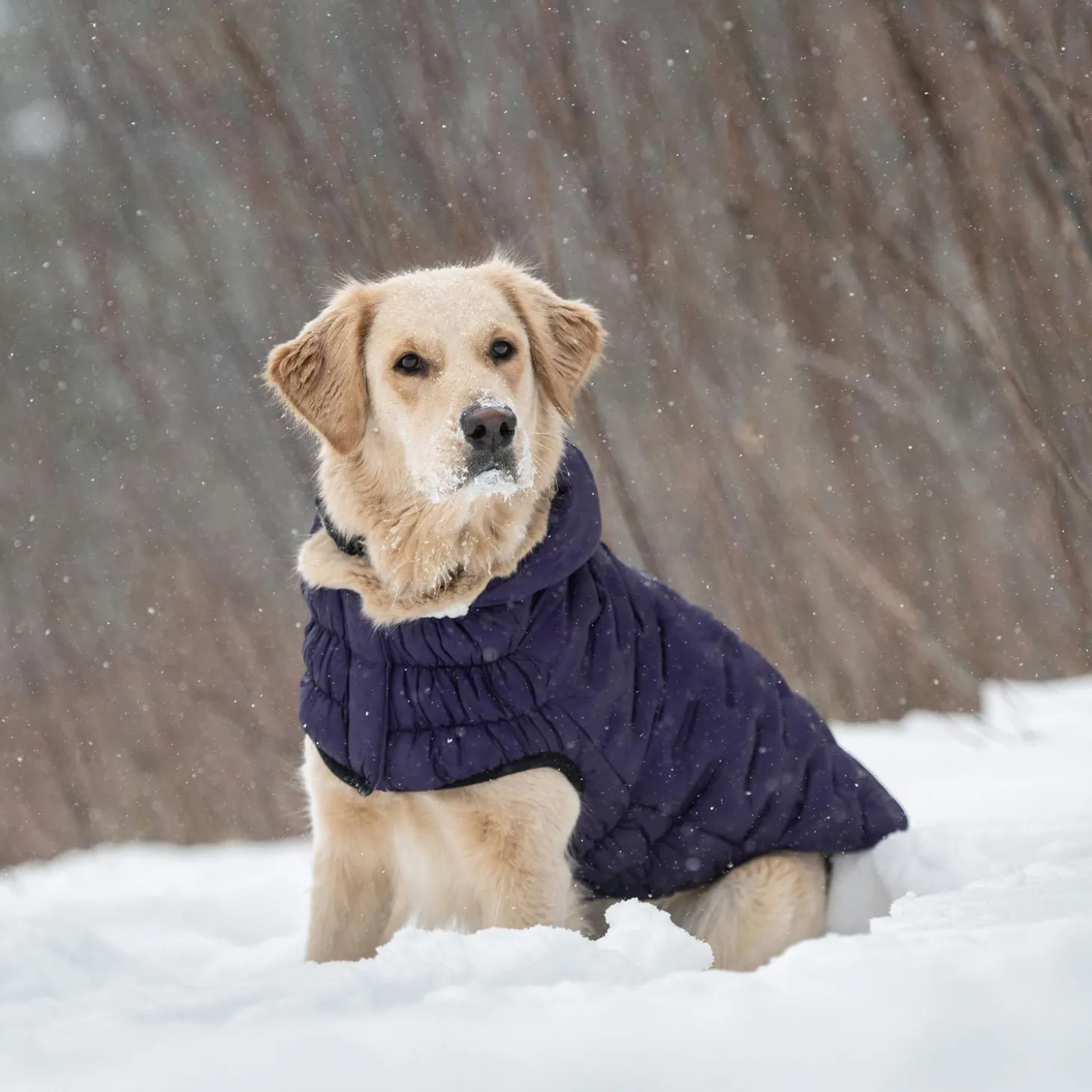 Elasto-Fit Cloud Purple Parka