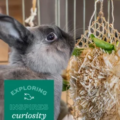 Enriched Life Nesting Disks