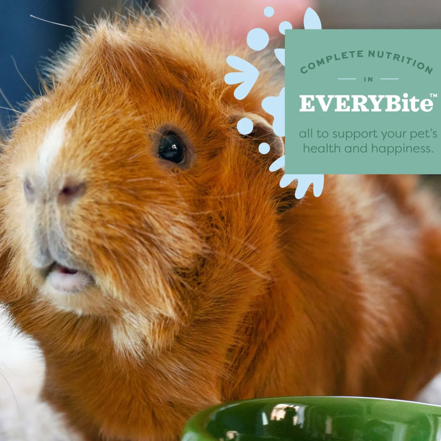 Essentials Adult Guinea Pig Food