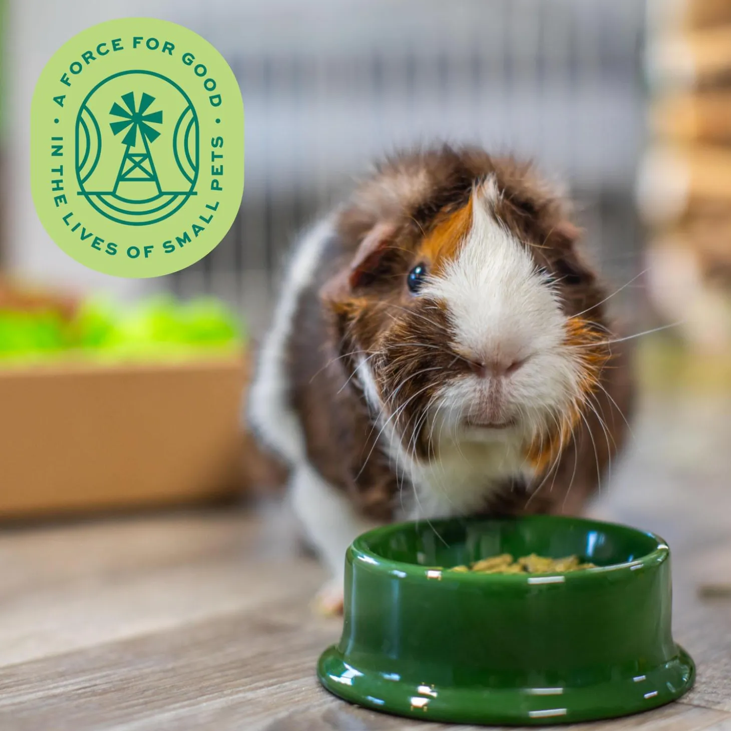 Essentials Adult Guinea Pig Food