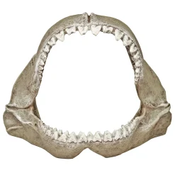 Exotic Environments Great White Shark Jaws Ornament