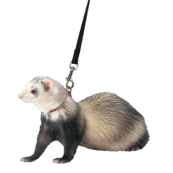 Ferret Harness & Lead in Black