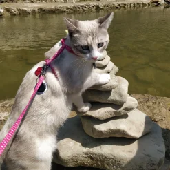 Figure H Adjustable Pink Ombre Cat Harness & Leash Combo