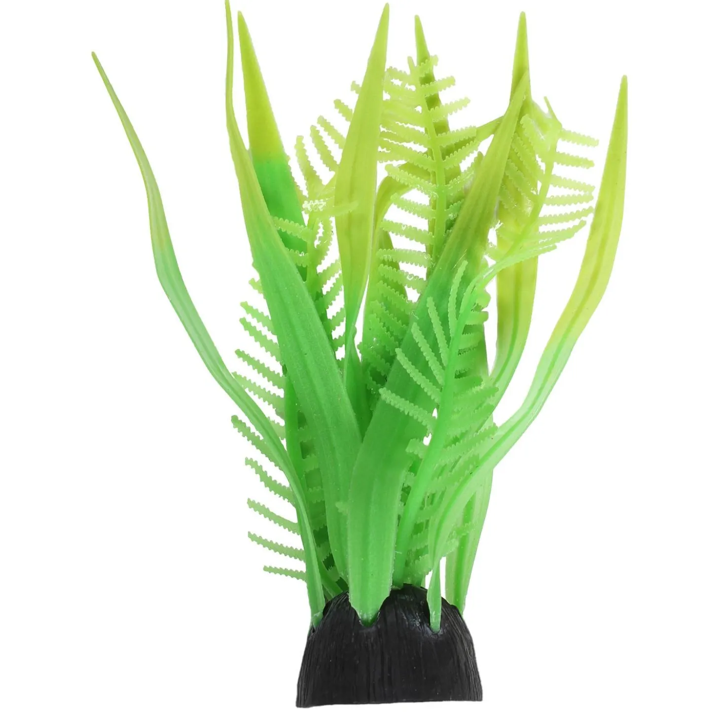 Flow Staghorn Fern & Seaweed Green Plant