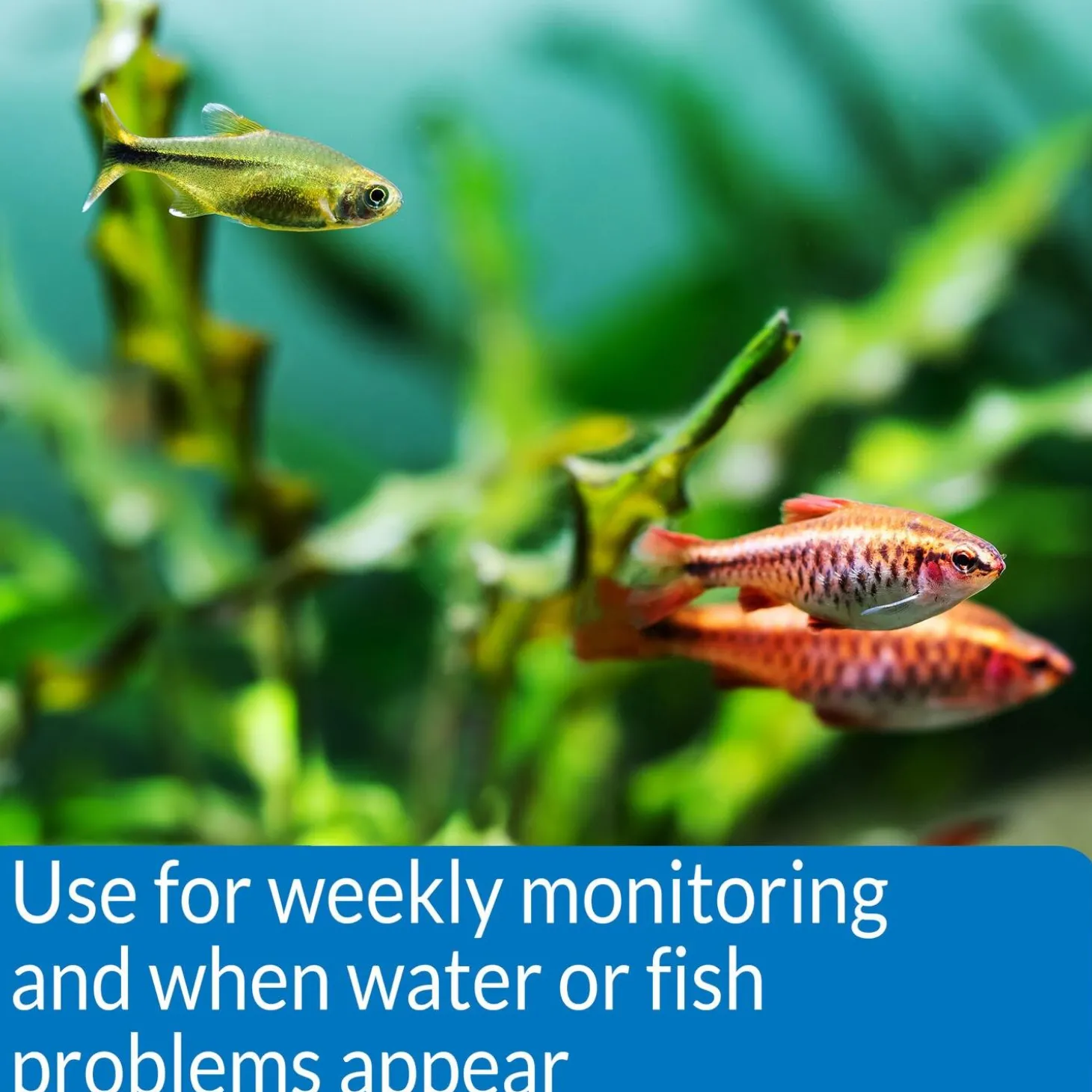 Freshwater Master Test Kit