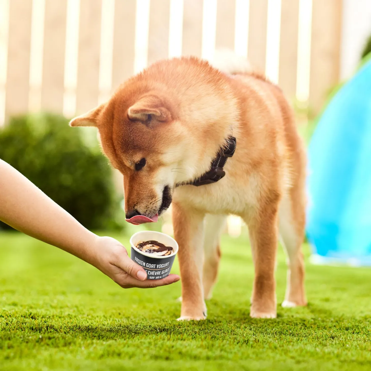 Frozen Goat Yogurt Peanut Butter Swirl Dog Treat