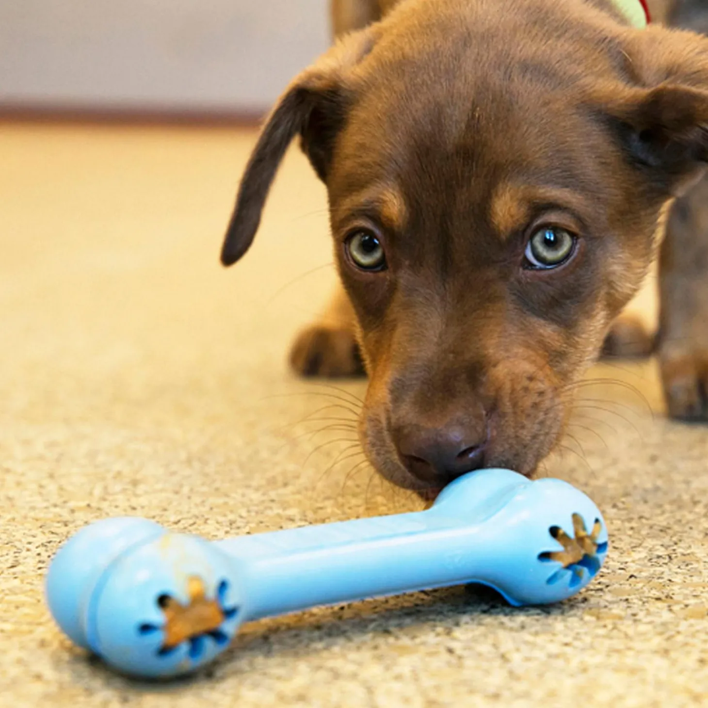 Goodie Bone Assorted Colours Puppy Dog Toy