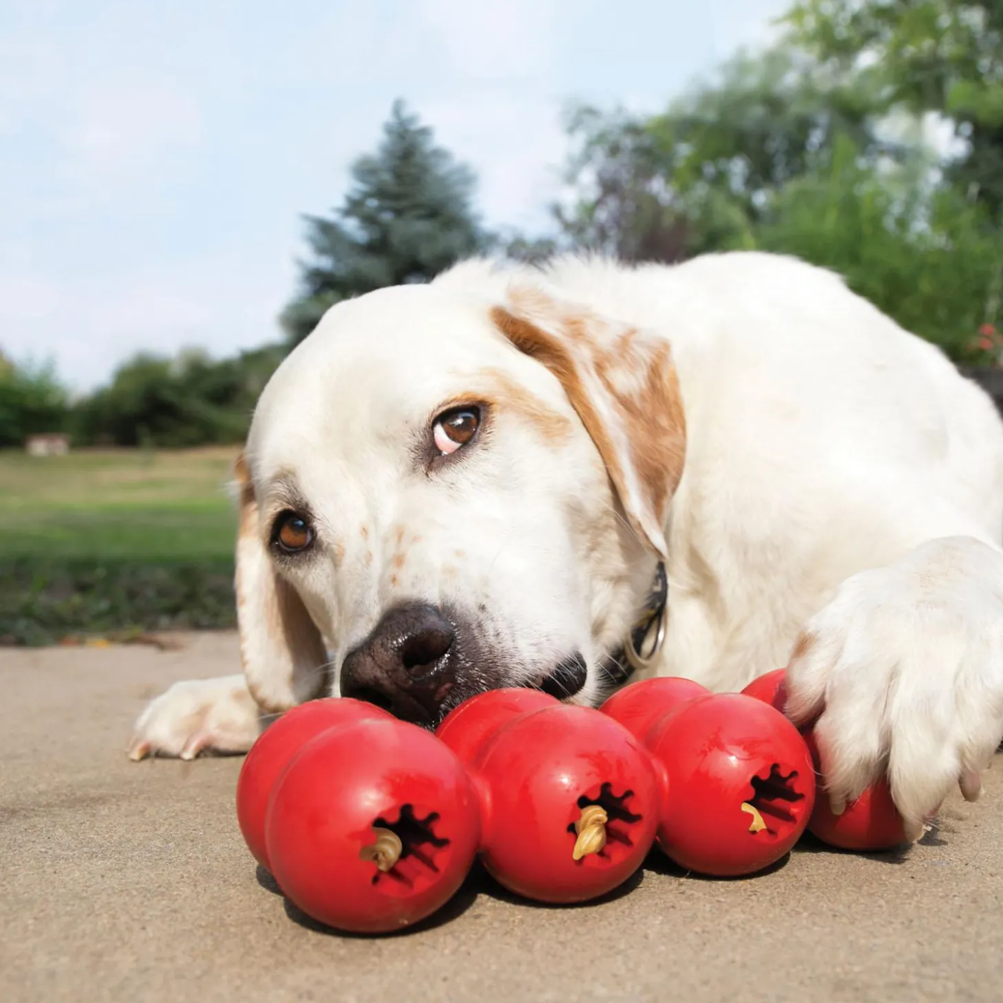 Goodie Ribbon Dog Toy