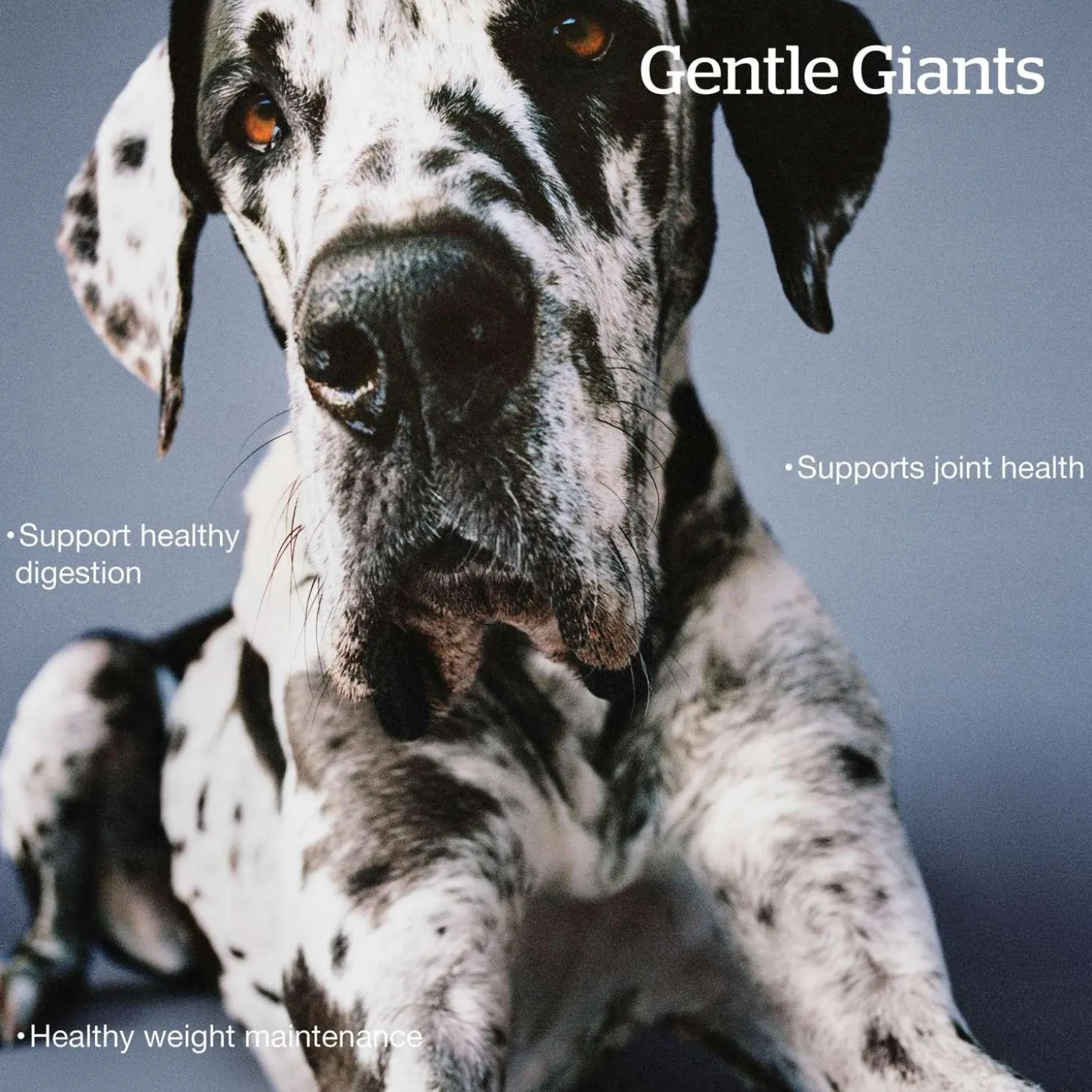 Grain-Free Turkey, Salmon & Duck Recipe Large Breed Adult Dog Food