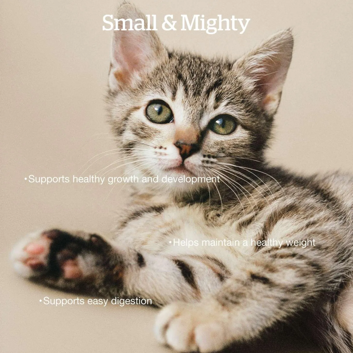 Grain-Free Turkey, Salmon & Duck Recipe Kitten Cat Food