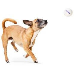 Hi Bounce Ball Dog Toy