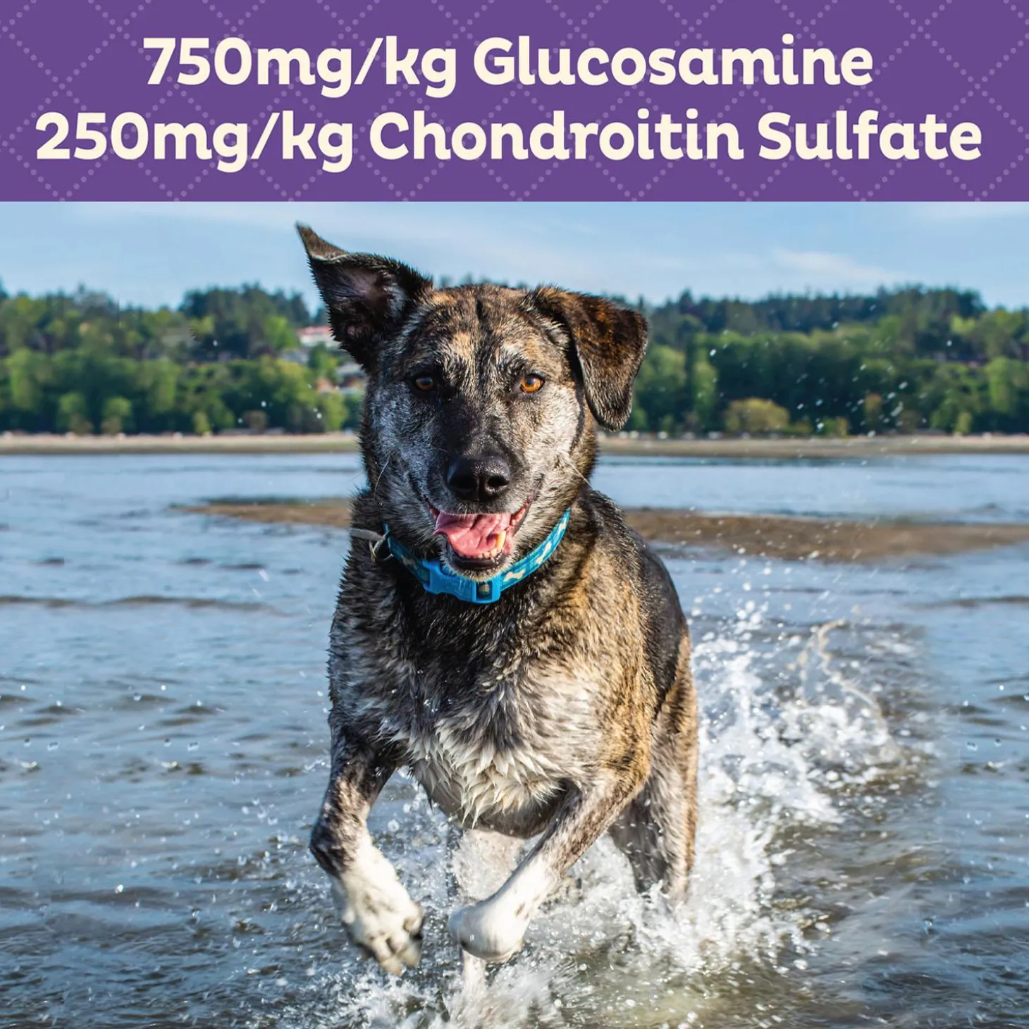 Hip & Joint Mini Dog Treats