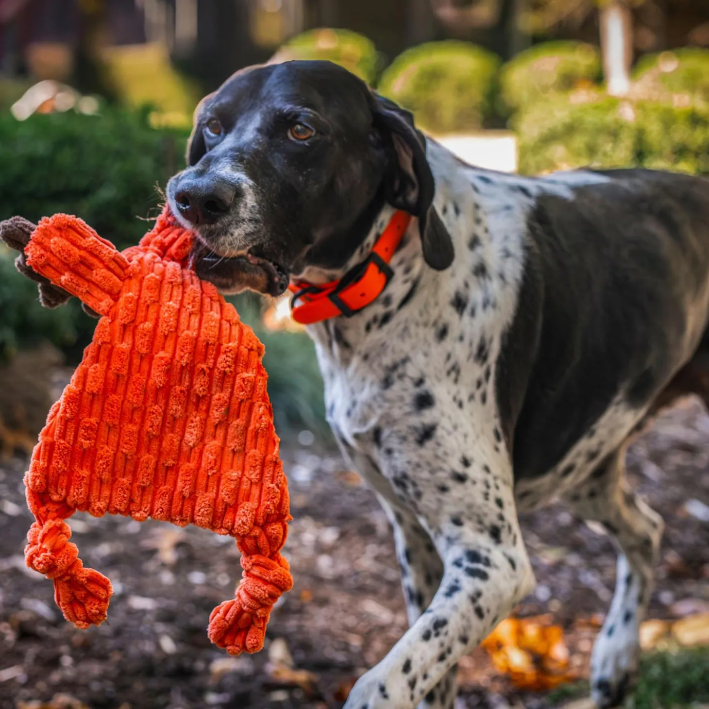 HuggleFlatties Morris Moose Dog Toy