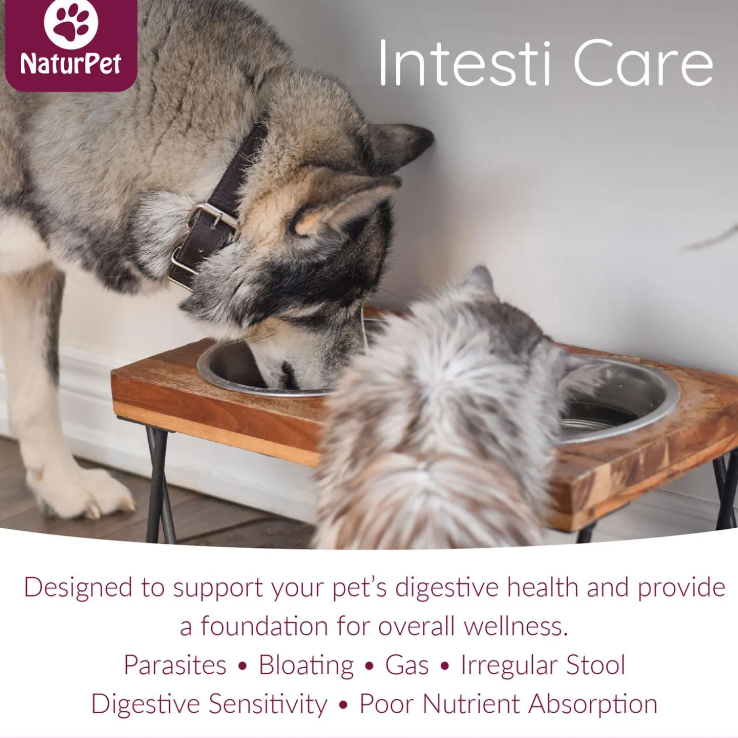 Intesti Care Pet Supplement