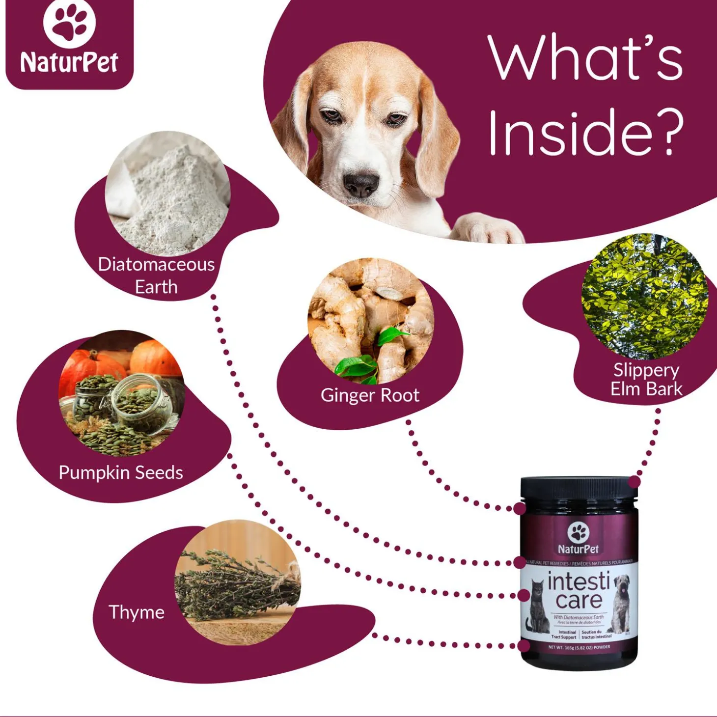 Intesti Care Pet Supplement