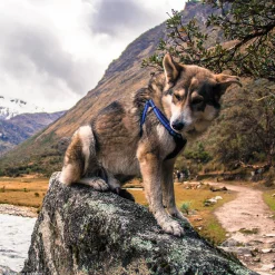 K9 Explorer Reflective Adjustable Padded Dog Harness Sapphire Blue