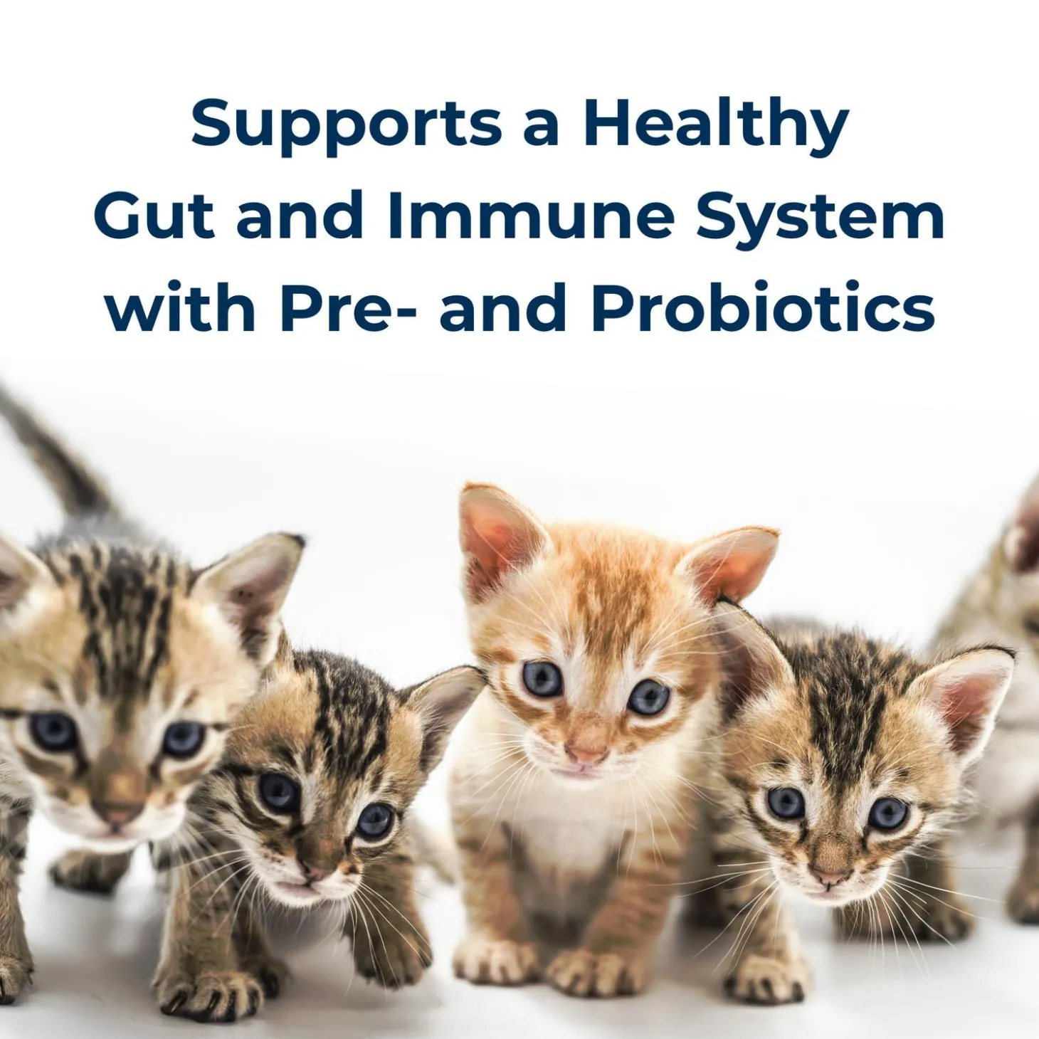 KMR Kitten Milk Replacer Powder