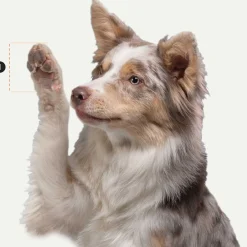 Lites All Seasons Black Dog Boots