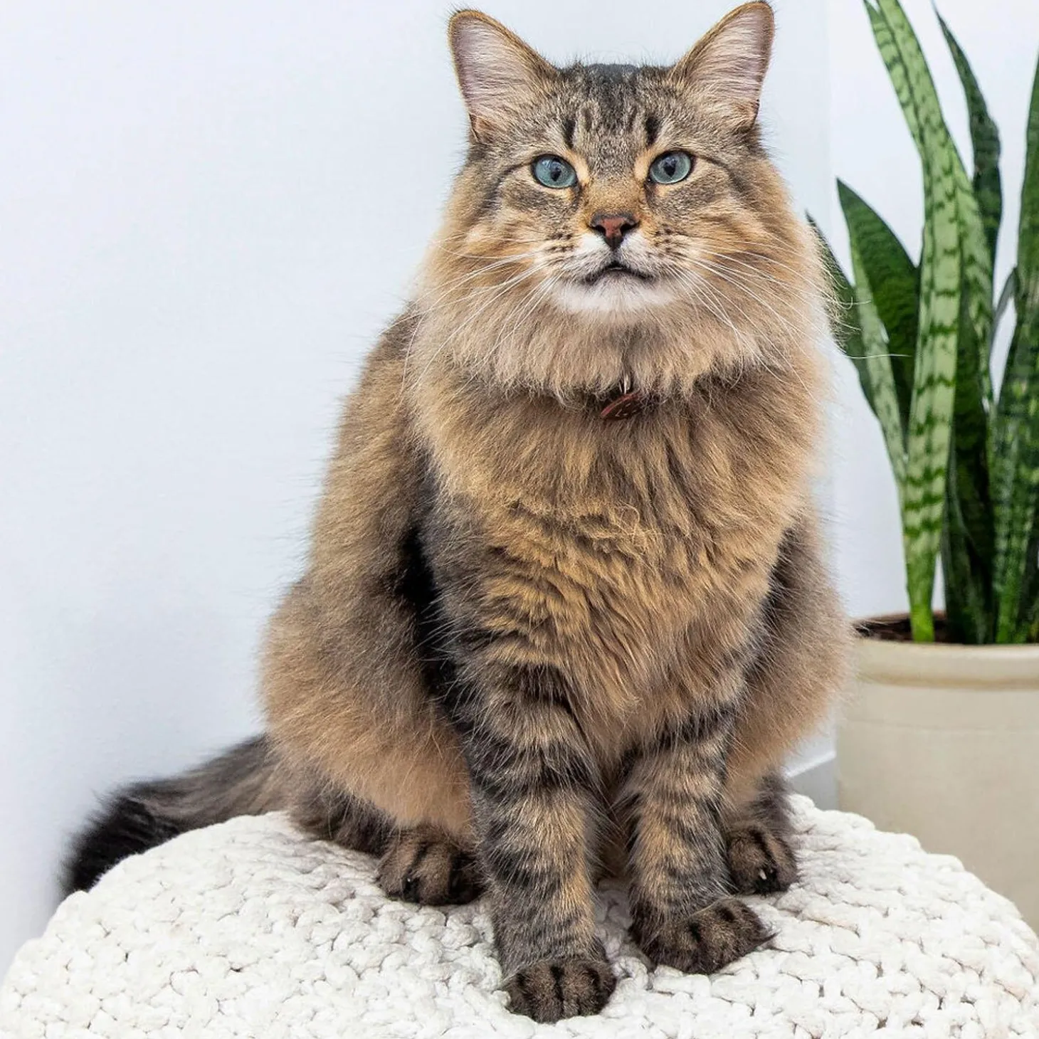 LitterBox with Scoop