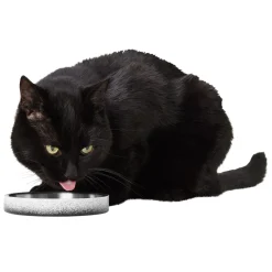 Low Double Wall Ombre Feeding Bowl