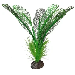 Madagascar Lace Betta Plant