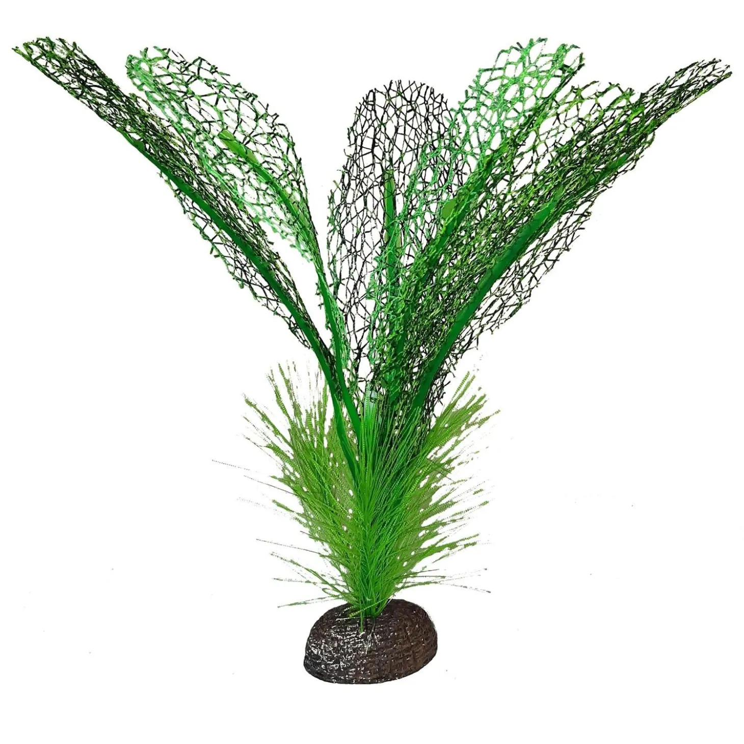 Madagascar Lace Betta Plant