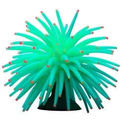 Mini Anemones Yellow and Green