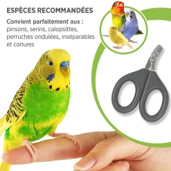 Nail Grooming Scissors for Birds