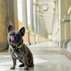 Neoprene SMART ID Kiwi Dog Collar