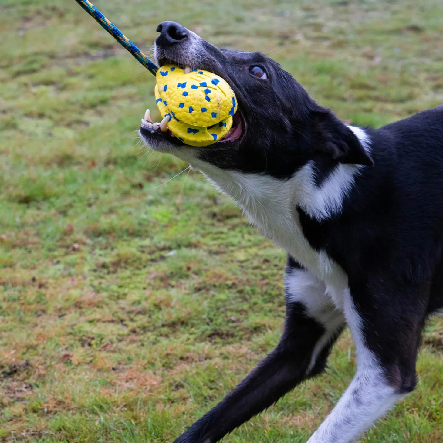 NITRO Weighted Slinger with Rope Dog Toy