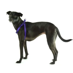 Nylon Adjustable Purple Dog Harness