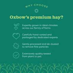 Oat Hay for Small Animals