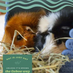 Oat Hay for Small Animals