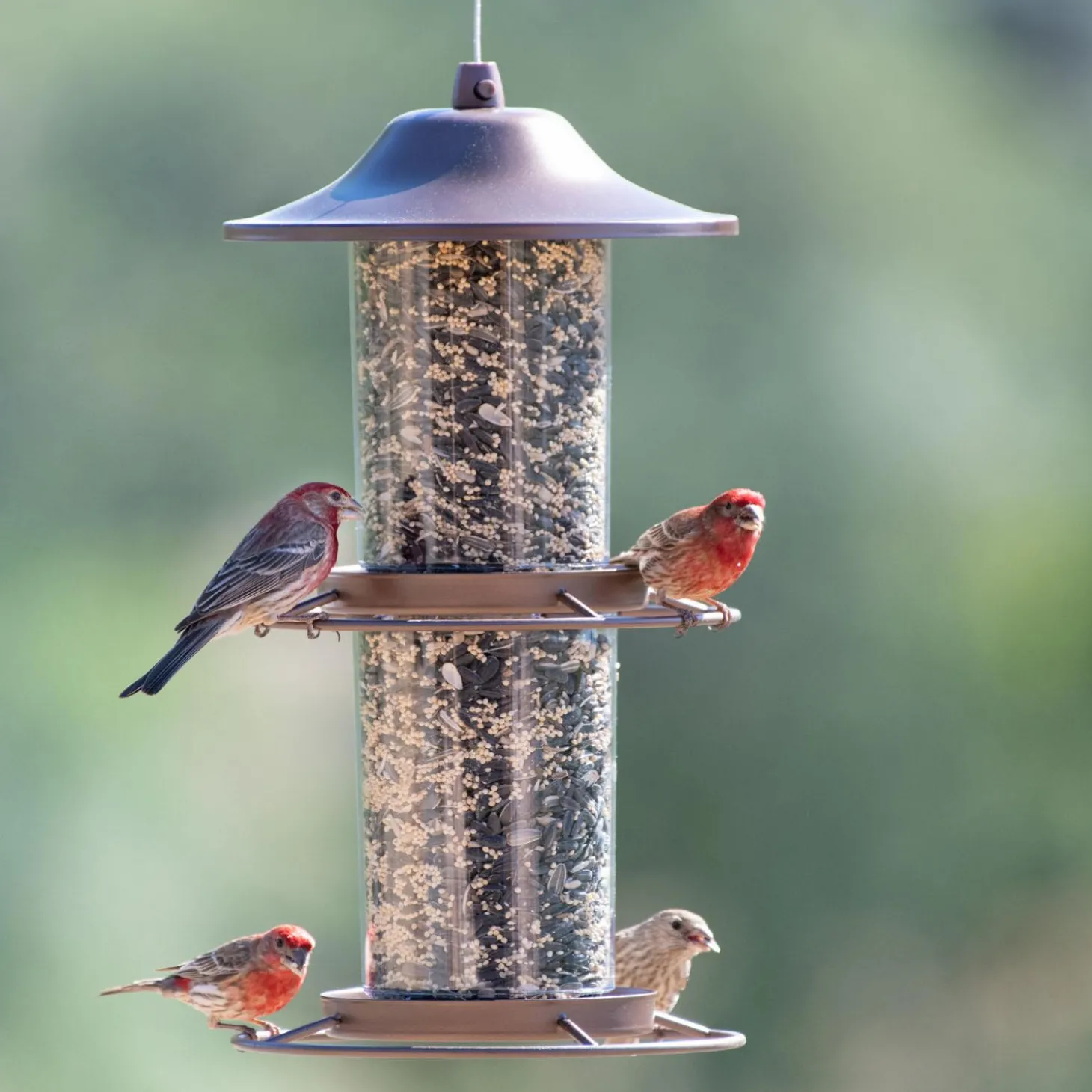 Panorama Wild Bird Feeder
