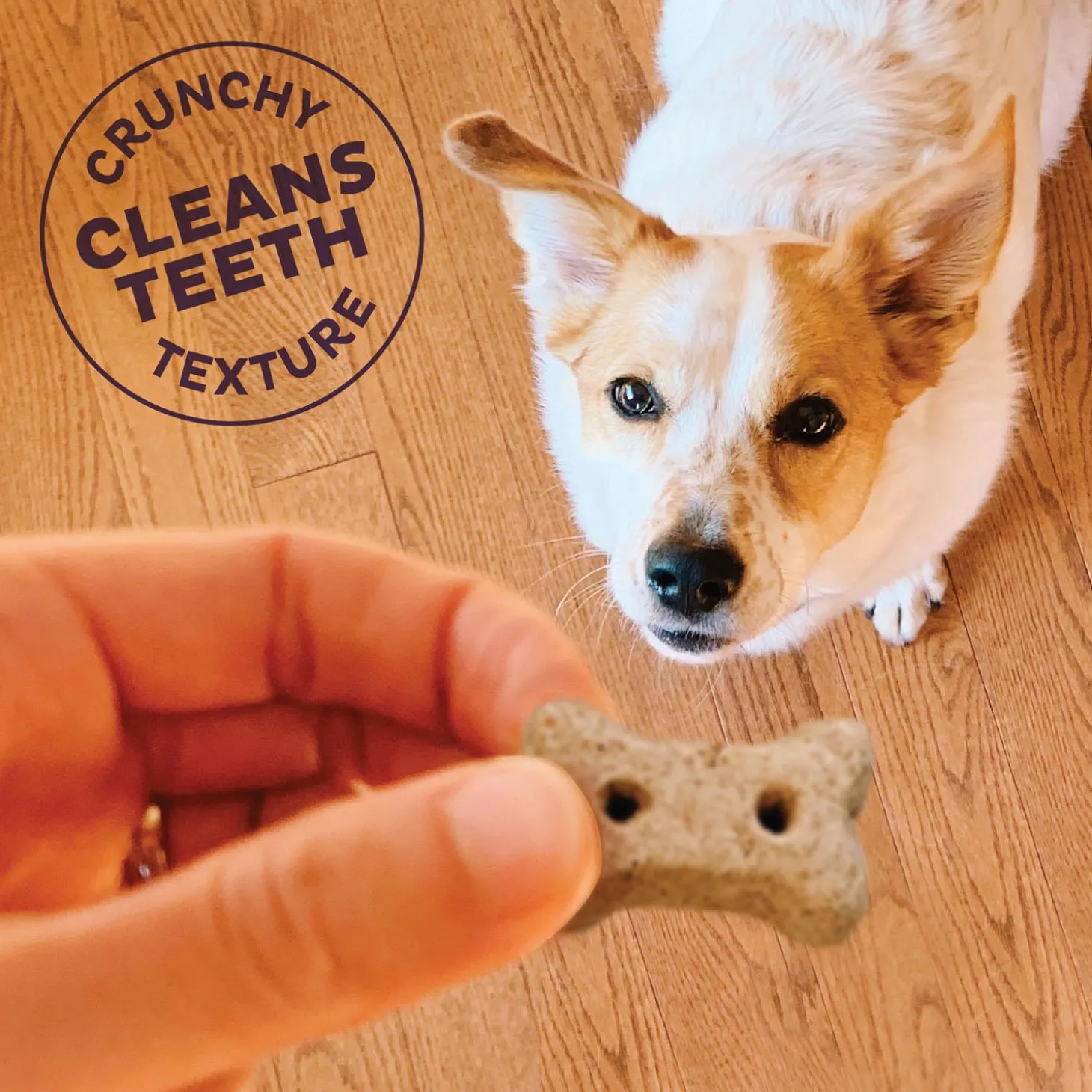 P-Nuttier Mini Dog Treats