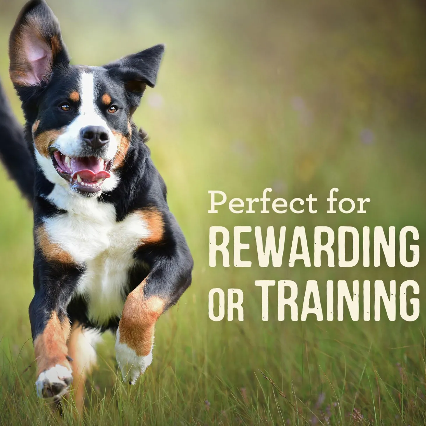 Power Bites Real Salmon Recipe Dog Treats