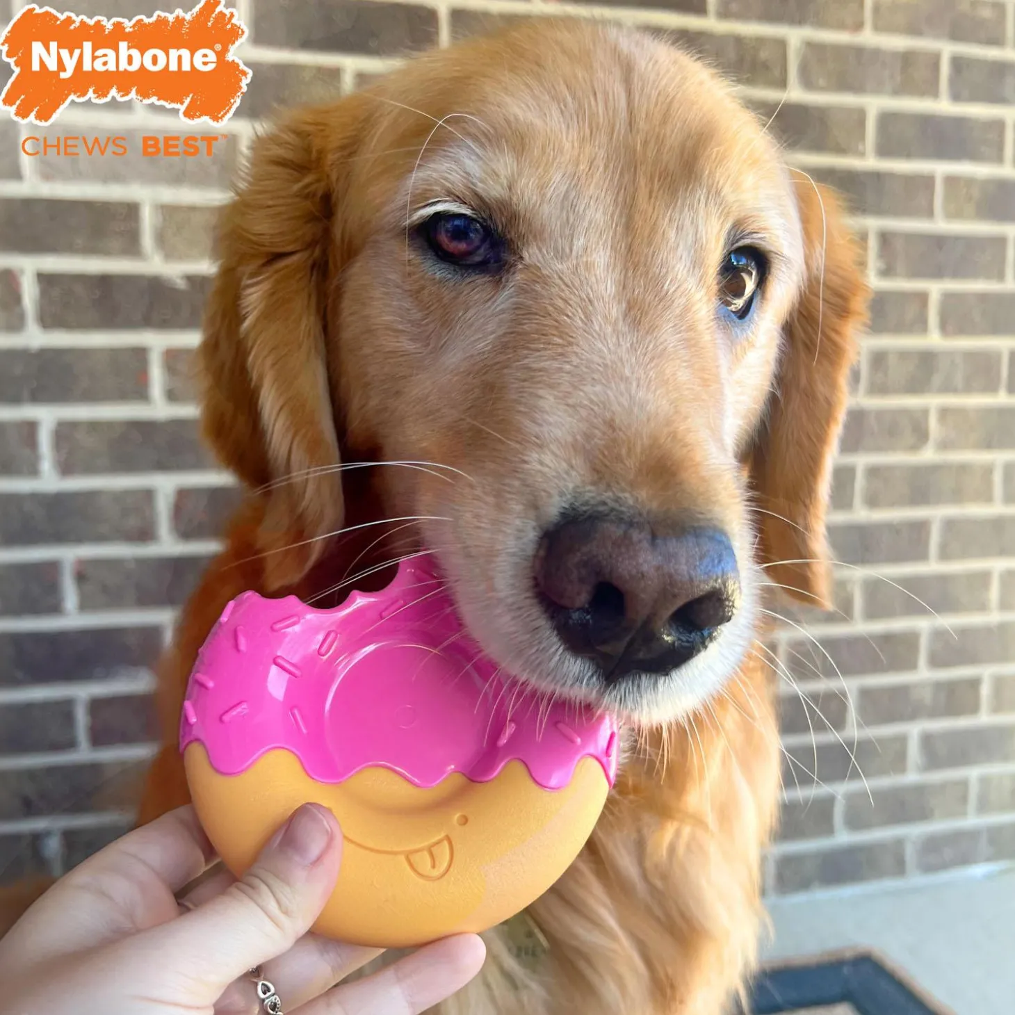 Power Chew Bacon Glazed Flavour Donut Dog Toy