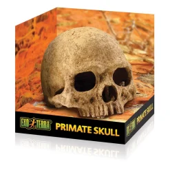 Primate Skull