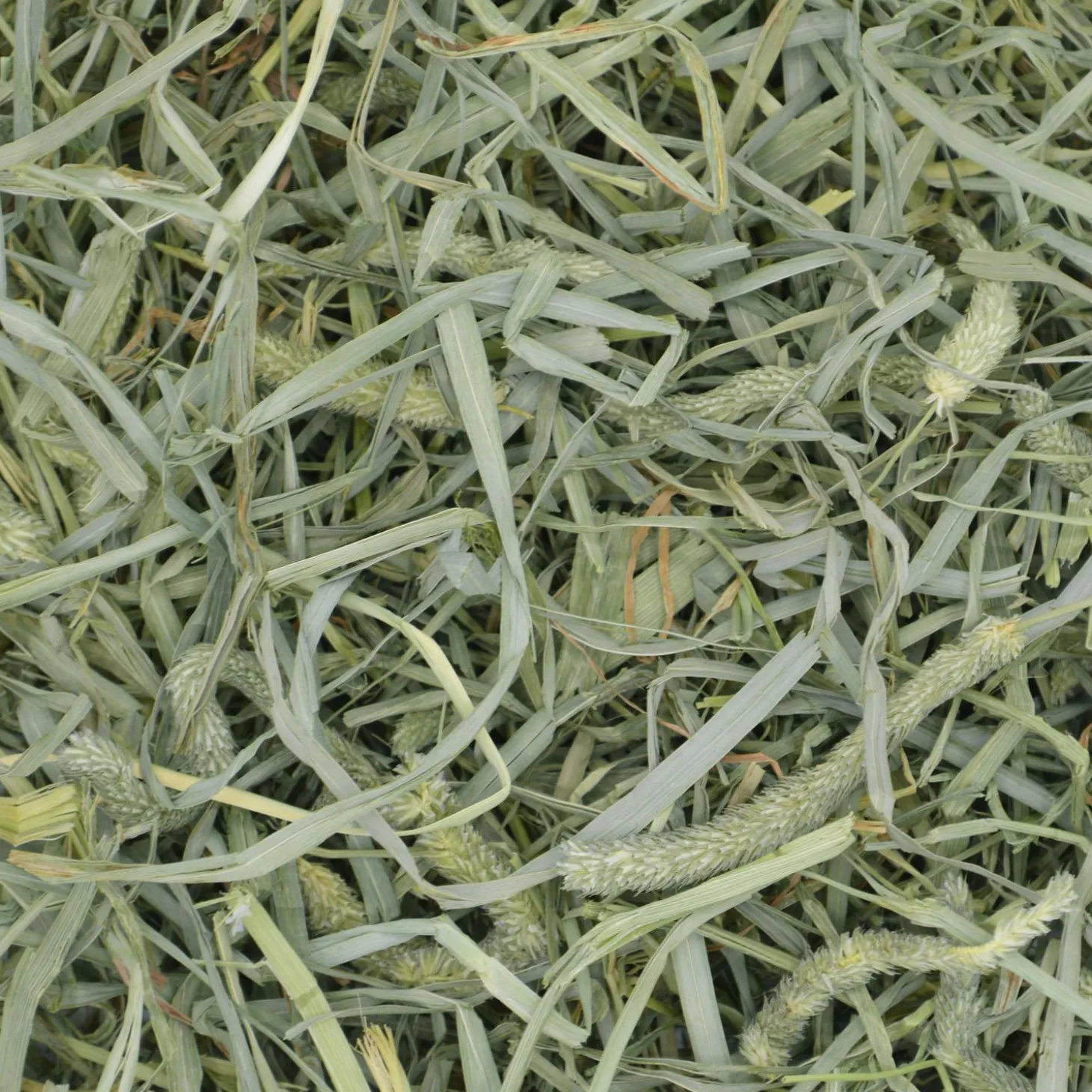 Prime Cut Hearty & Crunchy Timothy Hay