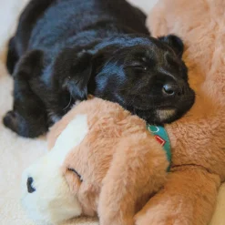 Puppy Calming Heartbeat Dog Toy