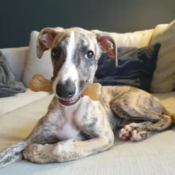 Puppy Chew Chicken Flavour Bone Dog Toy