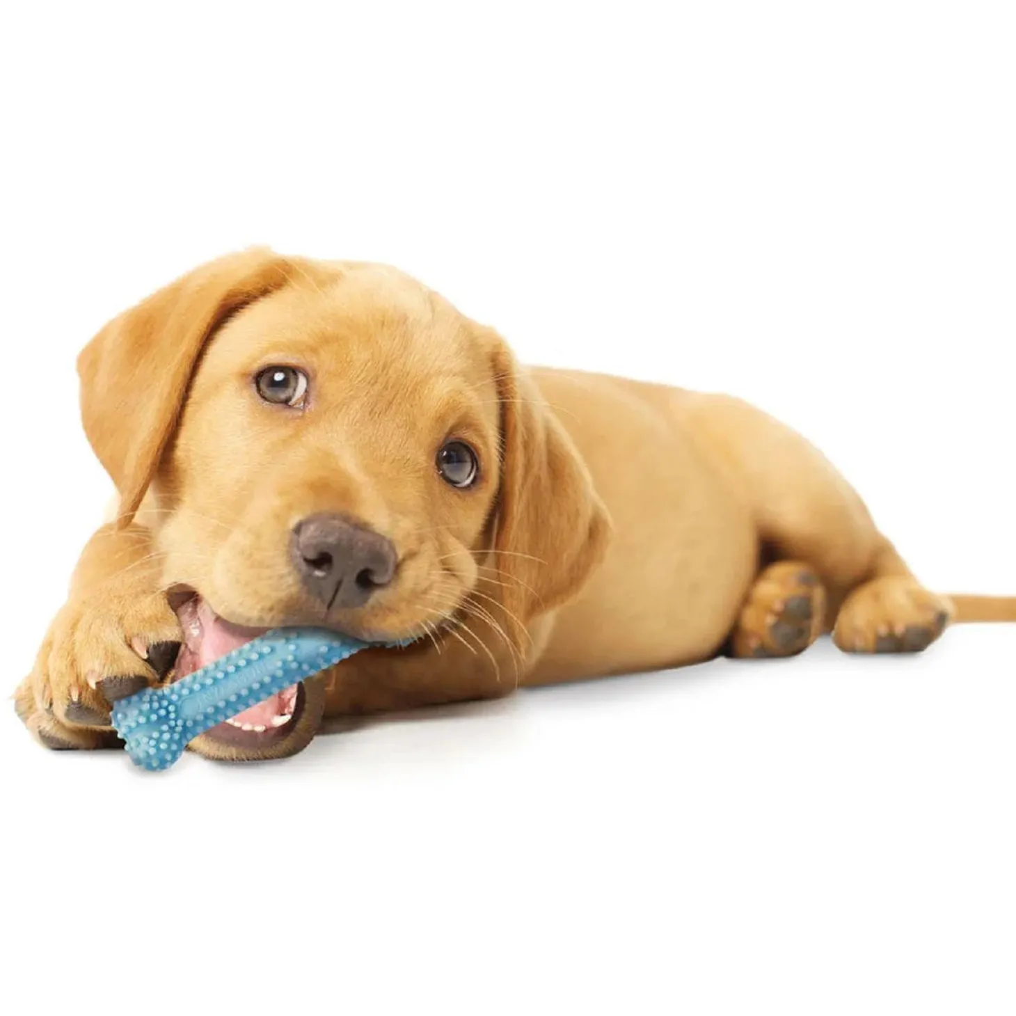 Puppy Chew Chicken Flavour Bone Blue Dog Toy