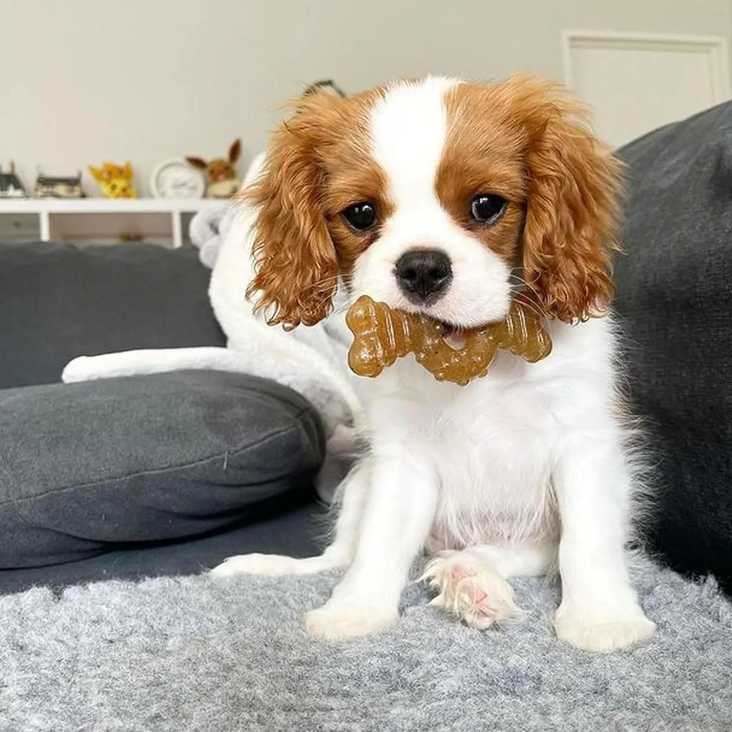 Puppy Chew Ring Bone Dog Toy