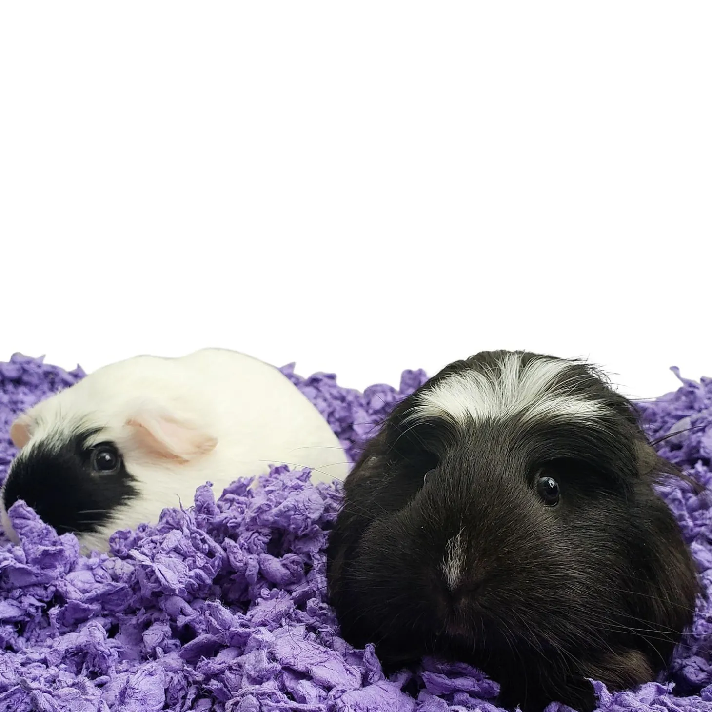 Purple Small Pet Bedding