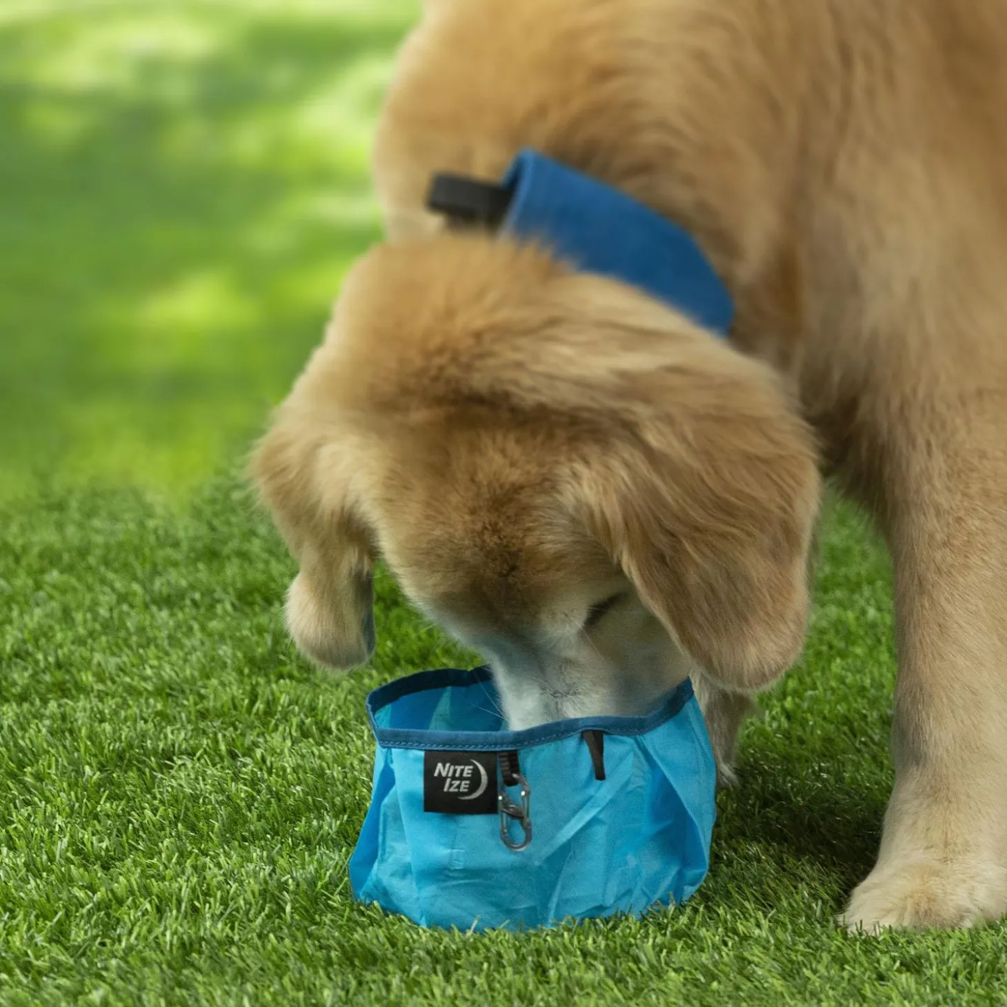 RadDog Blue Collapsible Bowl