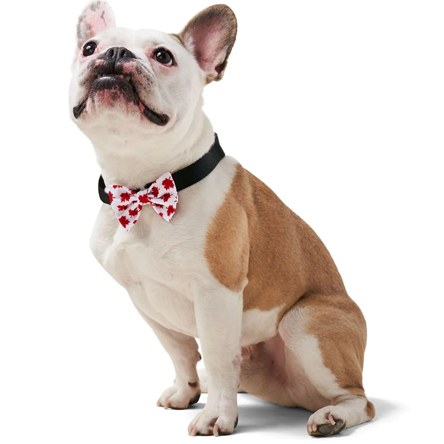 Red Maple Leaf Bowtie Slider